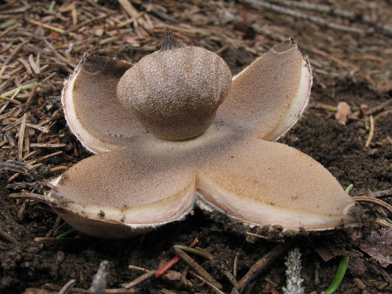 hviezdovka Berkeleyova Geastrum berkeleyi Massee