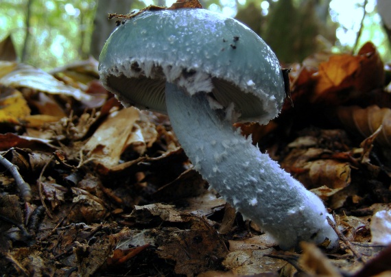 golierovka zelenomodrá Hemistropharia albocrenulata   (Peck) Jacobsson & E. Larss.