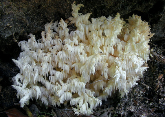 koralovec bukový Hericium coralloides (Scop.) Pers.