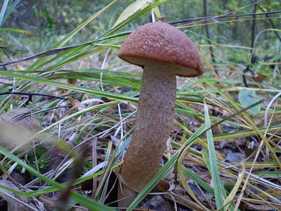 kozák dubový Leccinum aurantiacum (Bull.) Gray