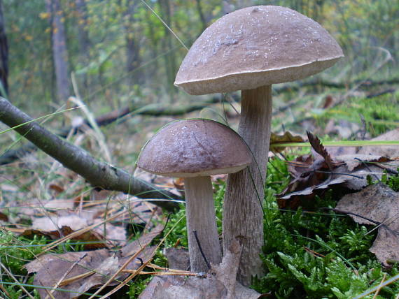 kozák brezový Leccinum scabrum (Bull.) Gray