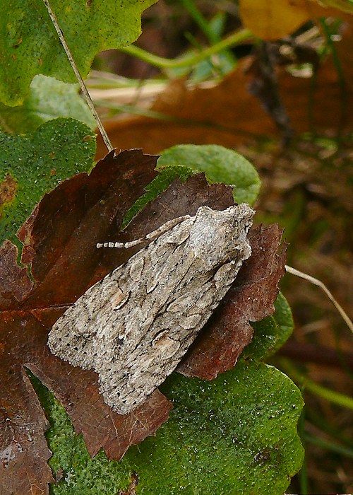 mora hubová Lithophane ornitopus