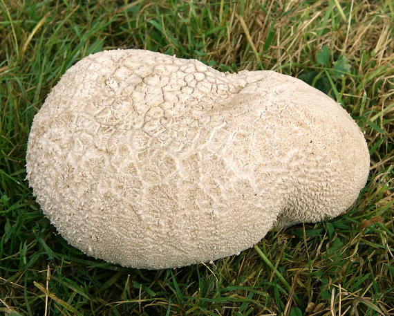 rozpadavec dlabaný Lycoperdon utriforme Bull.