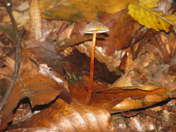 prilbička šafranová Mycena crocata (Schrad.) P. Kumm.