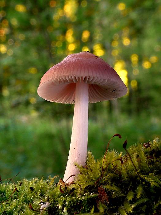 prilbička ružovkastá? Mycena rosea?