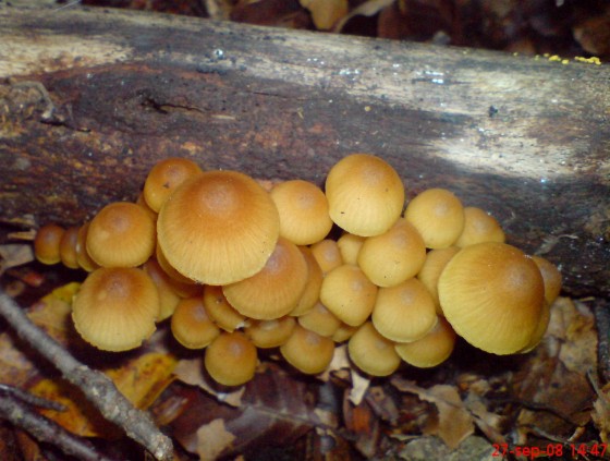 prilbička Mycena sp.