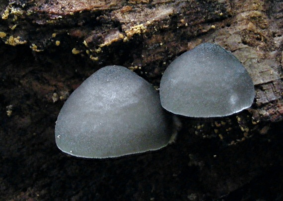 štítovka vŕbová Pluteus salicinus (Pers.) P. Kumm.