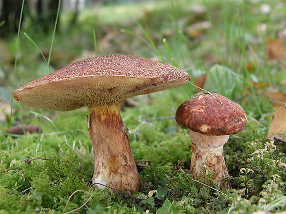 masliak duglaskový Suillus lakei (Murrill) A.H. Sm. & Thiers