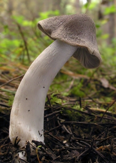 čírovka zemná Tricholoma terreum (Schaeff.) P. Kumm.