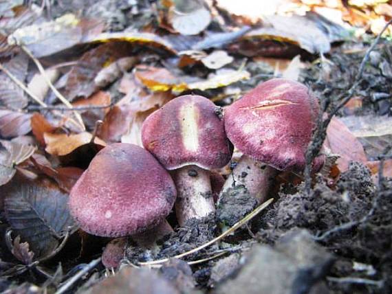 čírovec červenožltý Tricholomopsis rutilans (Schaeff.) Singer