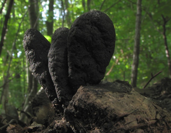 drevnatec kyjakovitý Xylaria polymorpha (Pers.) Grev.