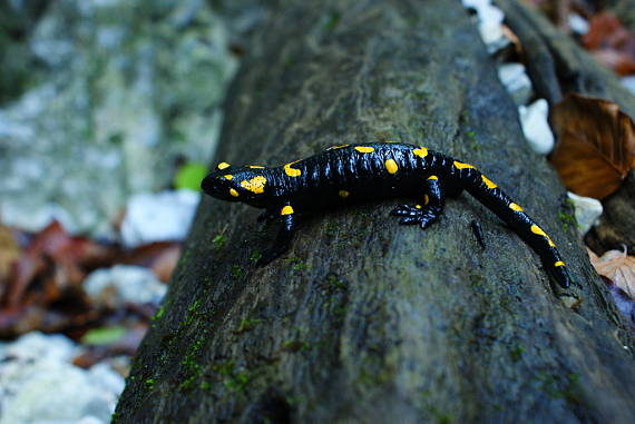 salamandra škvrnitá (Salamandra salamandra)