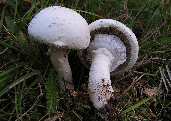 pečiarka Agaricus sp.