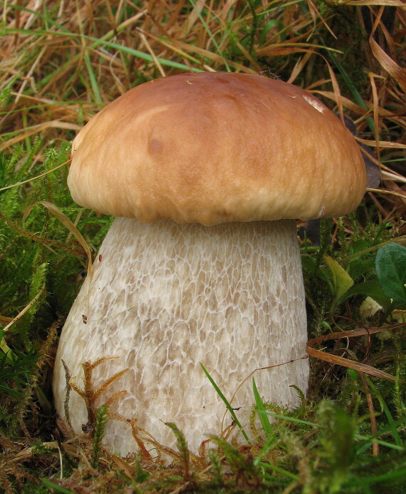 hríb smrekový Boletus edulis Bull.