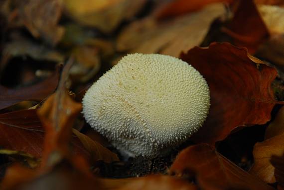 prášnica bradavičnatá Lycoperdon perlatum Pers.