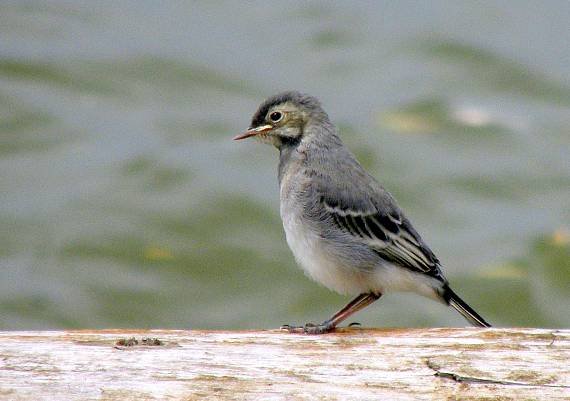 trasochvost biely Moticilla alba L.