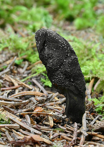 žezlovka srnková Tolypocladium ophioglossoides (J.F. Gmel.) Quandt, Kepler & Spatafora