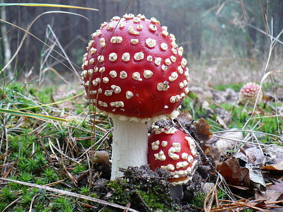 muchotrávka červená Amanita muscaria (L.) Lam.