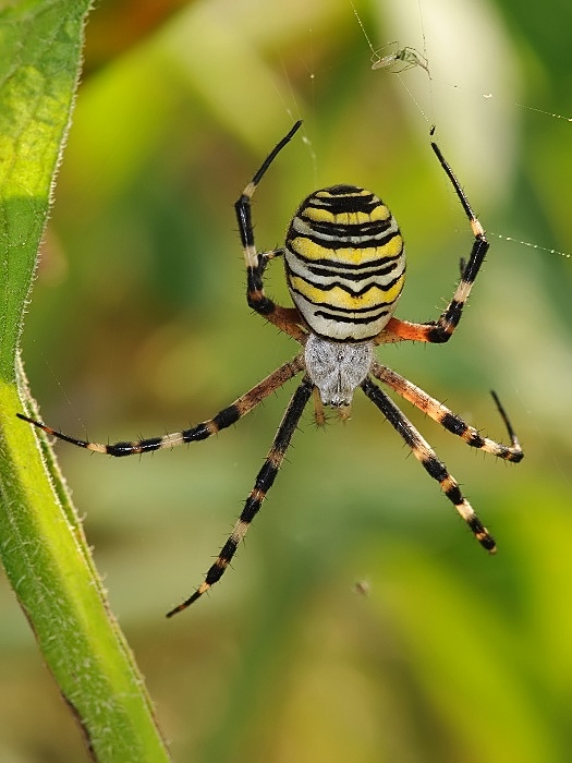 križiak pásavý Argiope bruennichi (Araneidae)