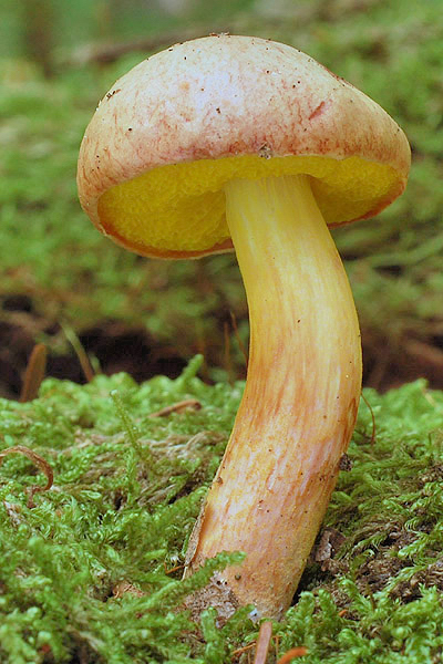 zlatohríb úhľadný Aureoboletus gentilis (Quél.) Pouzar