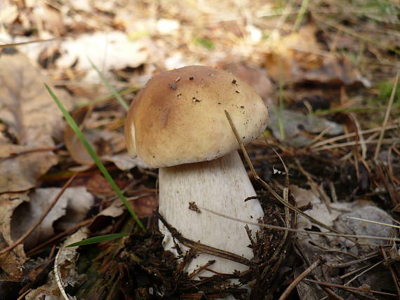 hríb smrekový Boletus edulis Bull.