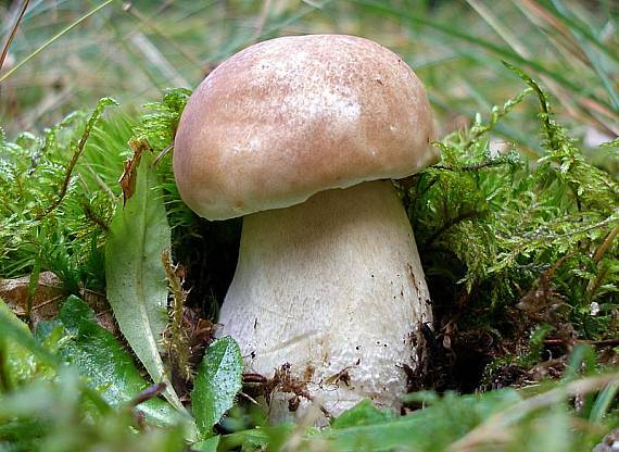 hríb smrekový Boletus edulis Bull.