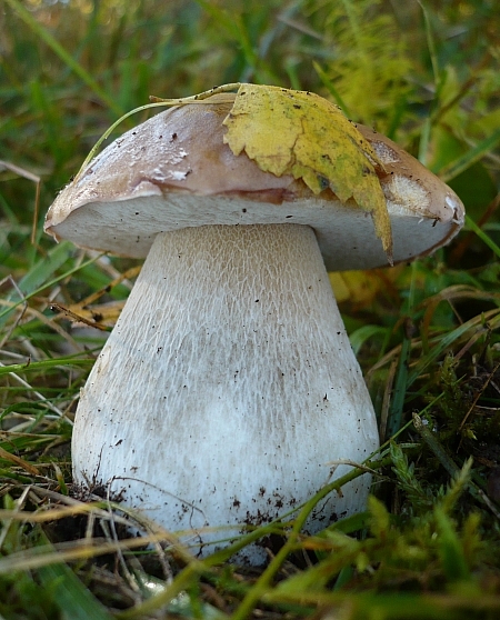 hríb smrekový Boletus edulis Bull.