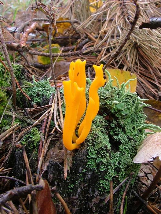 parôžkovec lepkavý Calocera viscosa (Pers.) Fr.