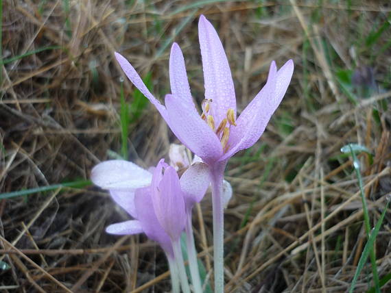 jesienka obyčajná Colchicum autumnale