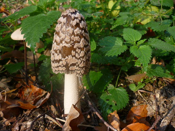 hnojník strakatý Coprinopsis picacea (Bull.) Redhead, Vilgalys & Moncalvo