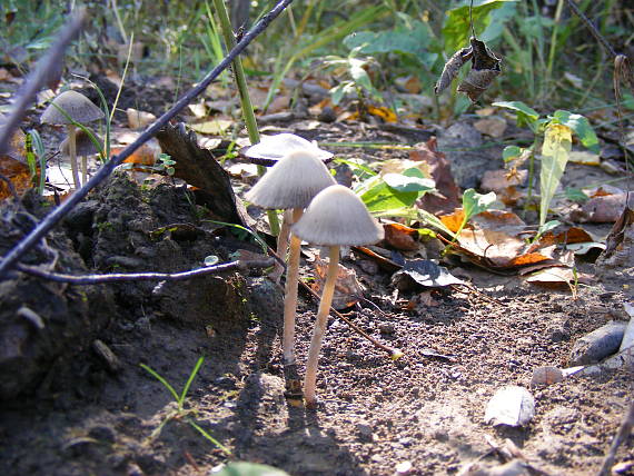 hnojník Coprinus sp.