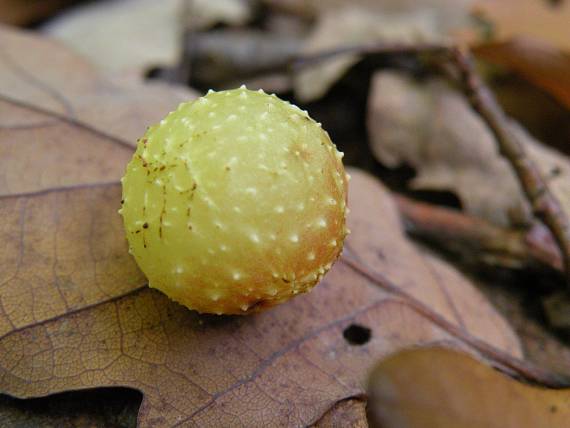 hálka hrčiarky listovej Cynips quercus - folli