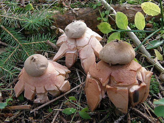 hviezdovka červenkastá Geastrum rufescens Pers.