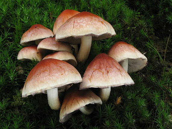 strapcovka tehlovočervená Hypholoma lateritium (Schaeff.) P. Kumm.