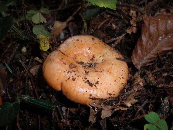 rýdzik smrekový Lactarius deliciosus (L.) Gray