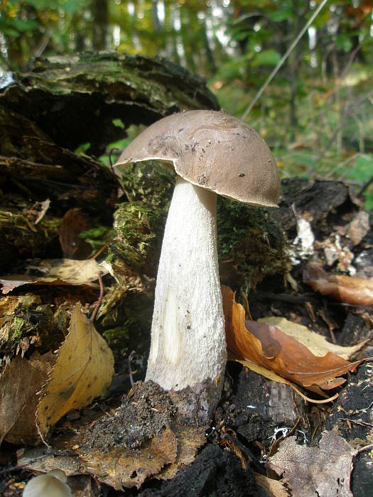 kozák brezový Leccinum scabrum (Bull.) Gray