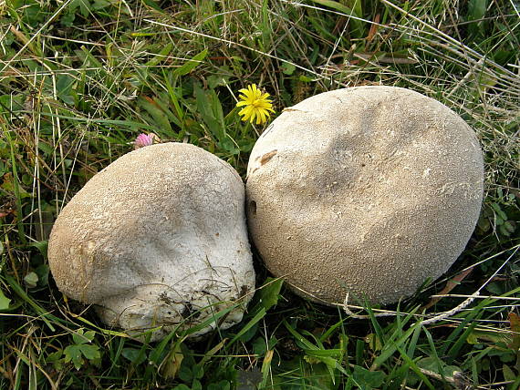 rozpadavec dlabaný Lycoperdon utriforme Bull.