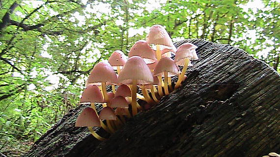 prilbička žltohlúbiková Mycena renati Quél.