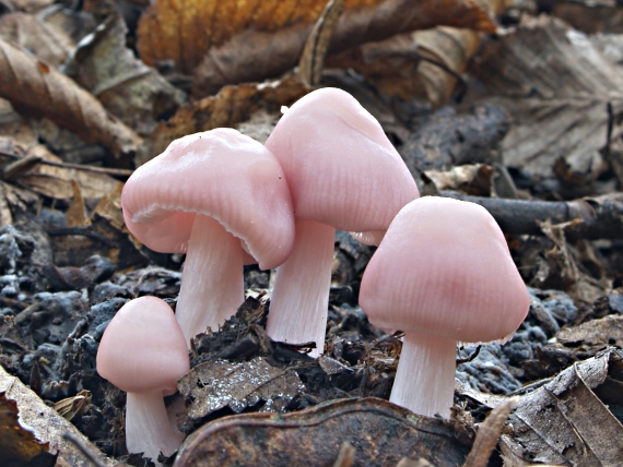 prilbička ružovkastá Mycena rosea Gramberg