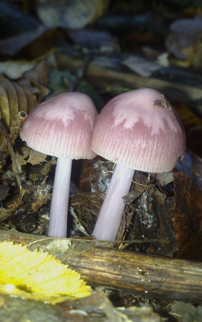 prilbička  Mycena sp.