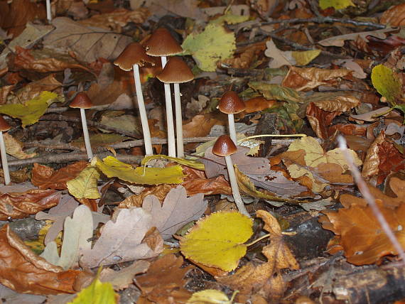 drobuľka veľká Parasola conopilus (Fr.) Örstadius & E. Larss.