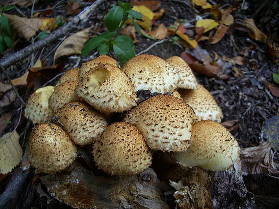 šupinovka šupinatá Pholiota squarrosa (Vahl) P. Kumm.