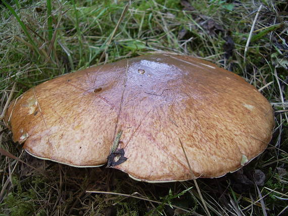 masliak obyčajný Suillus luteus (L.) Roussel