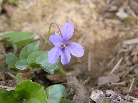 fialka Viola sp.