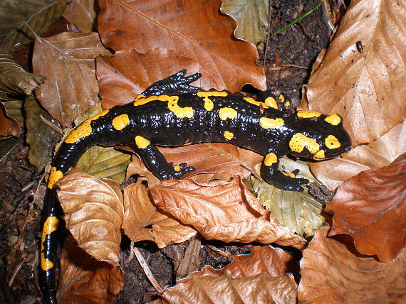 salamandra škvrnitá