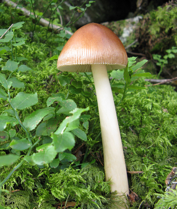 muchotrávka plavohnedá Amanita fulva Fr.