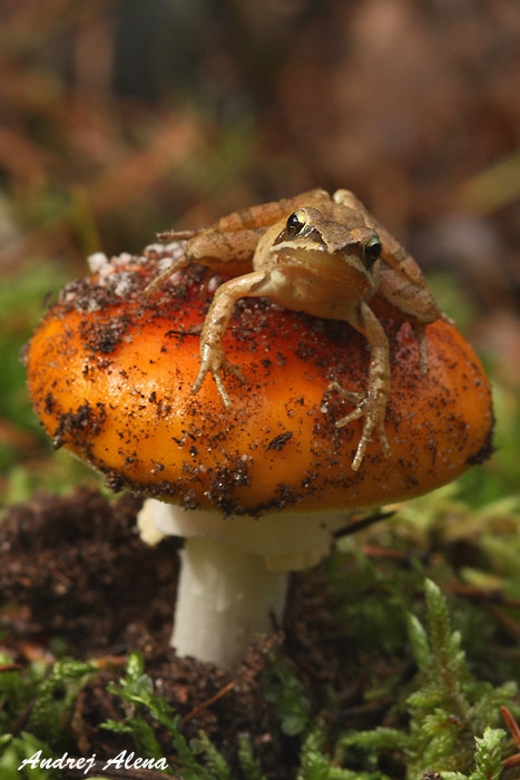 neboli sme sami na hubách :)) Amanita muscaria var. aureola Kalchbr. (1873)