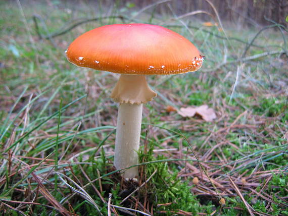 muchotrávka červená Amanita muscaria (L.) Lam.