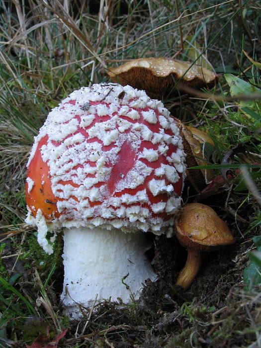 muchotrávka versus meďovec korenistý. Amanita muscaria (L.) Lam.