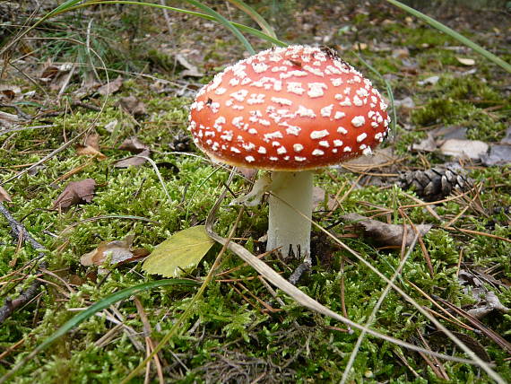 muchotrávka červená Amanita muscaria (L.) Lam.